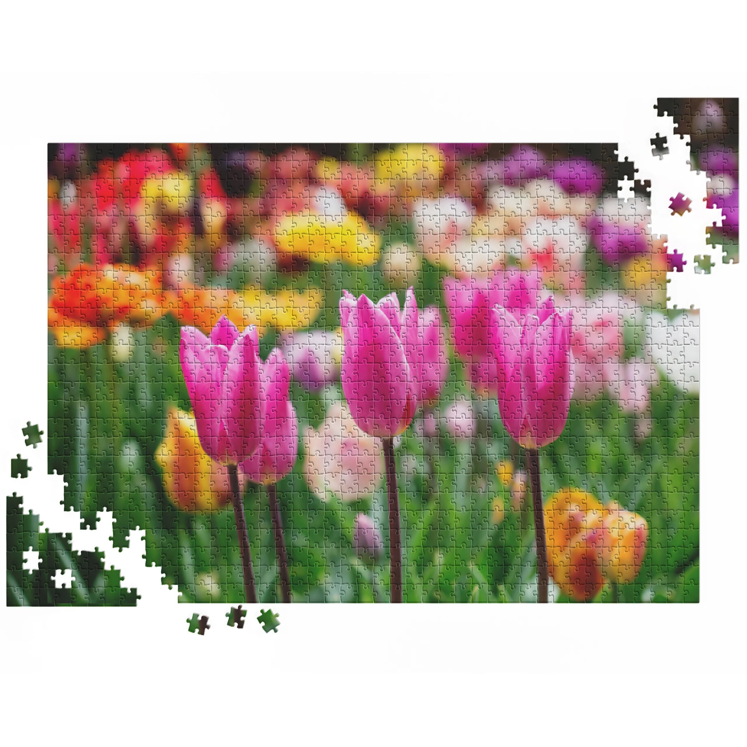 Pinkfarbene Tulpenpracht