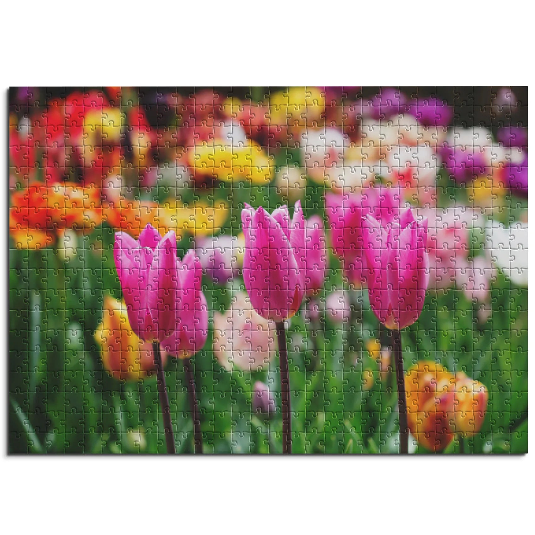 Pinkfarbene Tulpenpracht