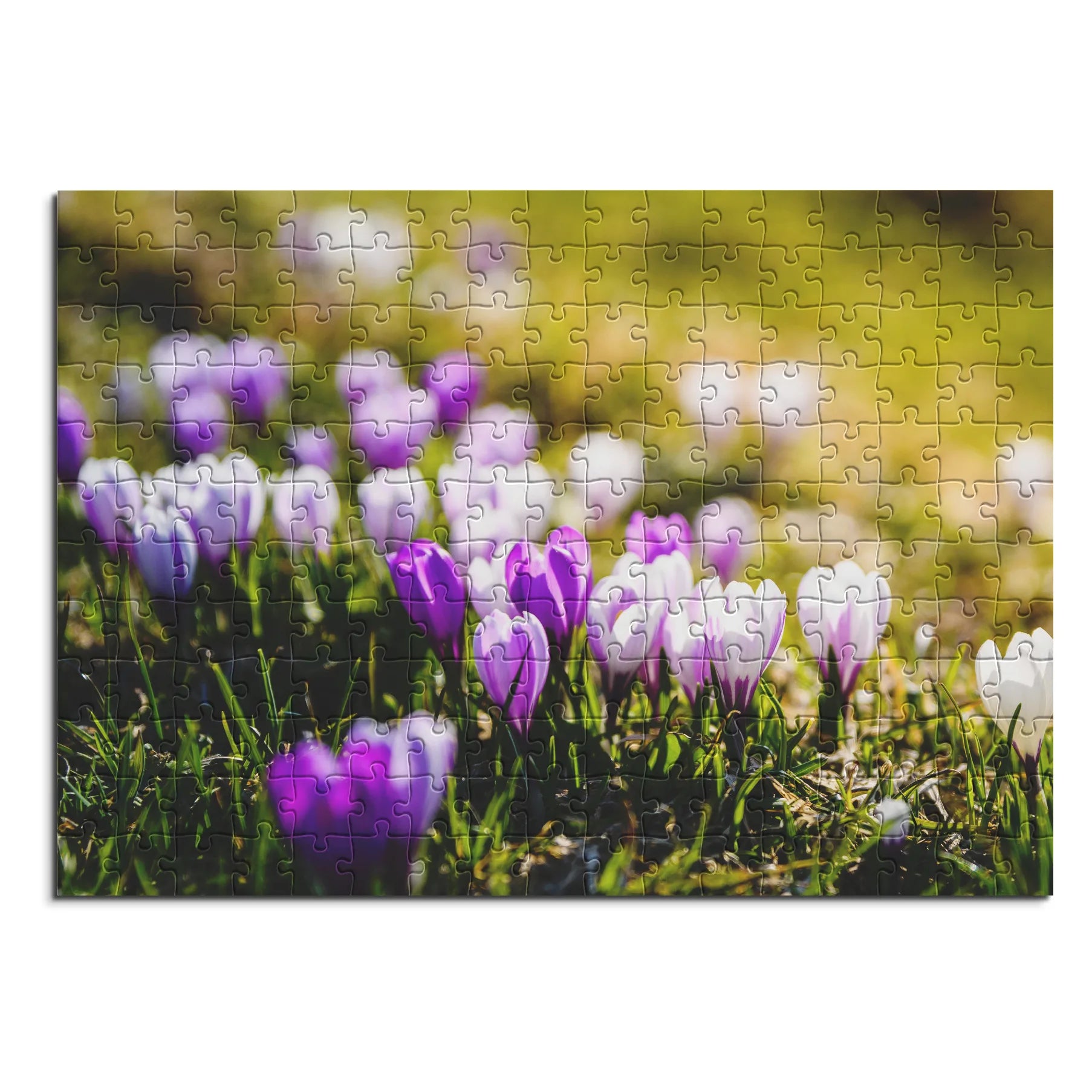 Frühlingshafte Krokusse