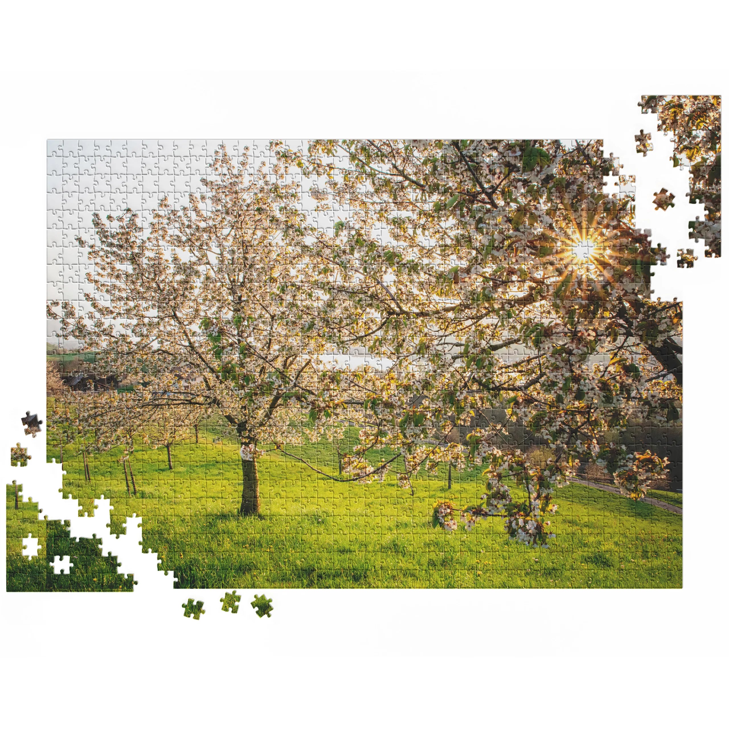 Blühende Kirschbäume