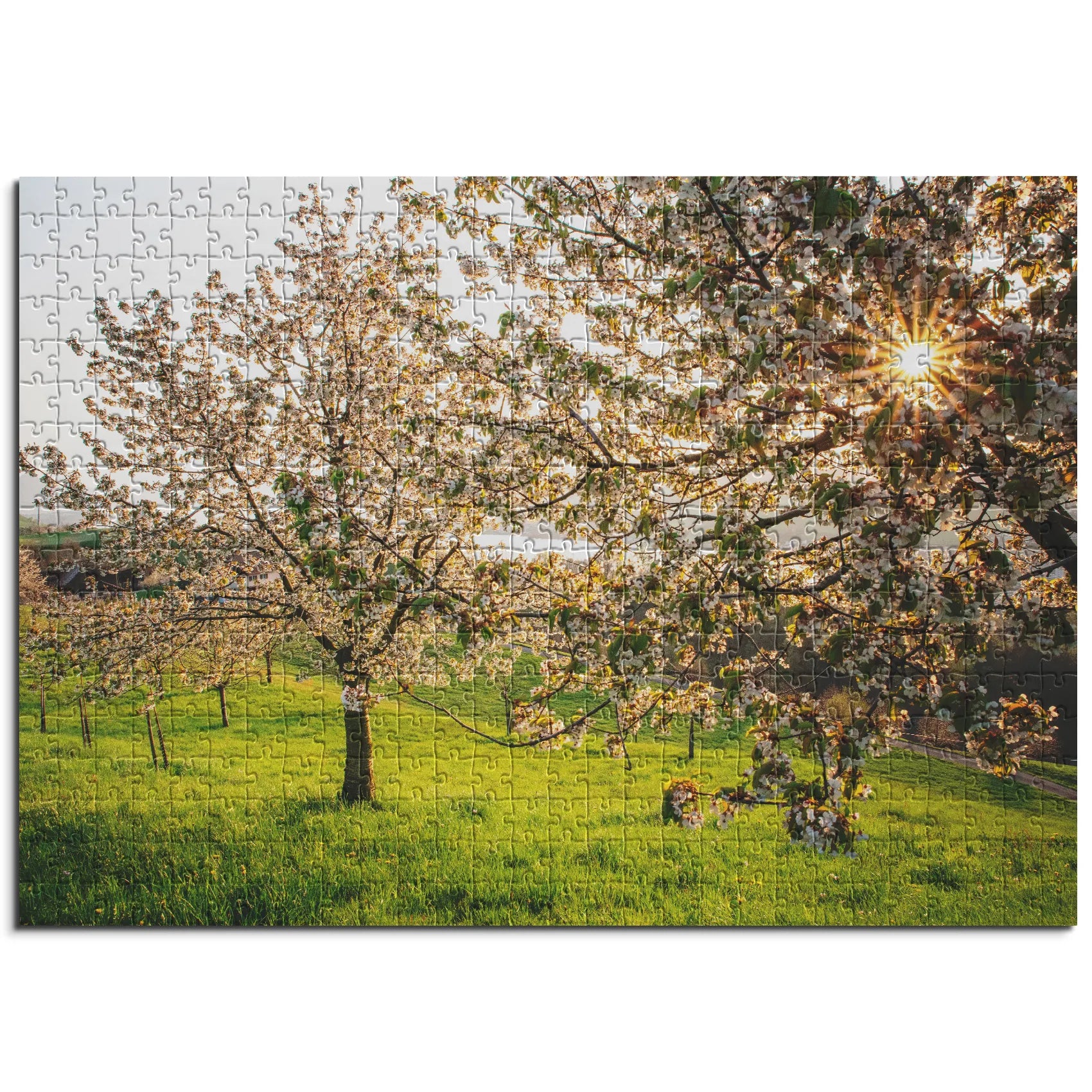 Blühende Kirschbäume