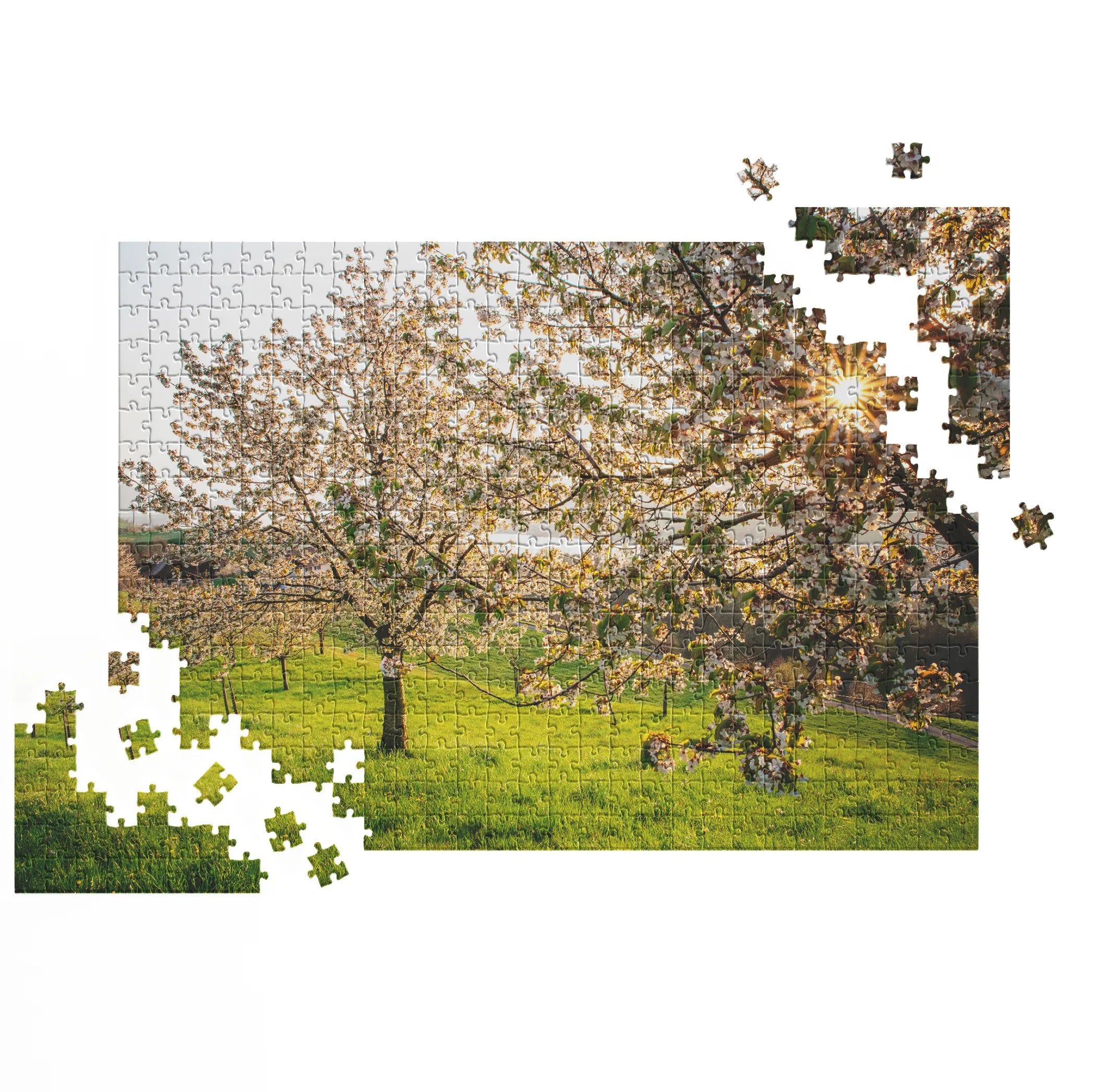 Blühende Kirschbäume