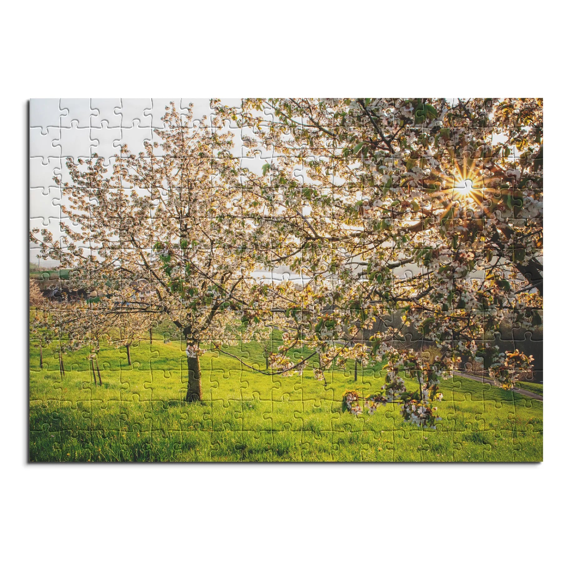 Blühende Kirschbäume