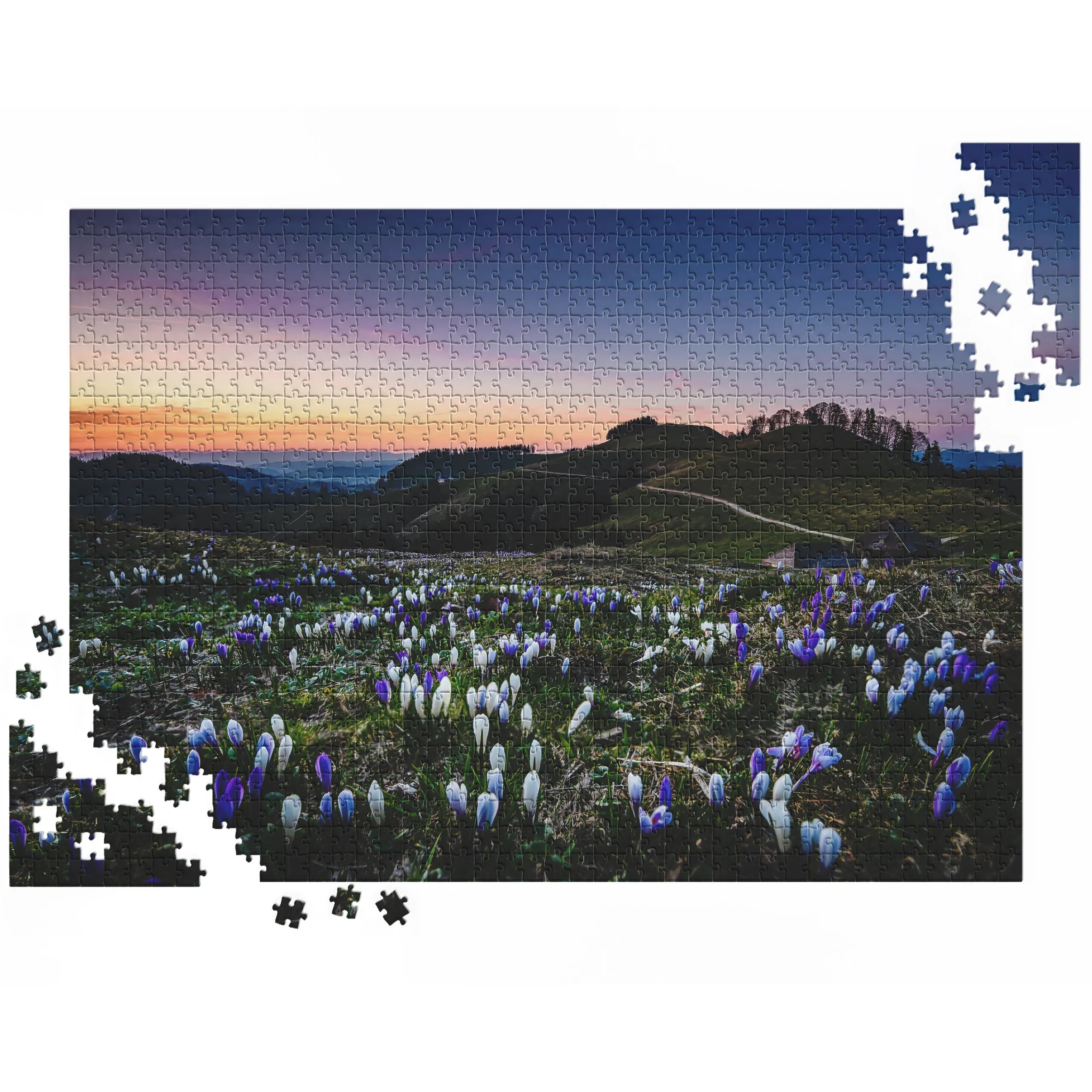 Krokusse im Abendlicht