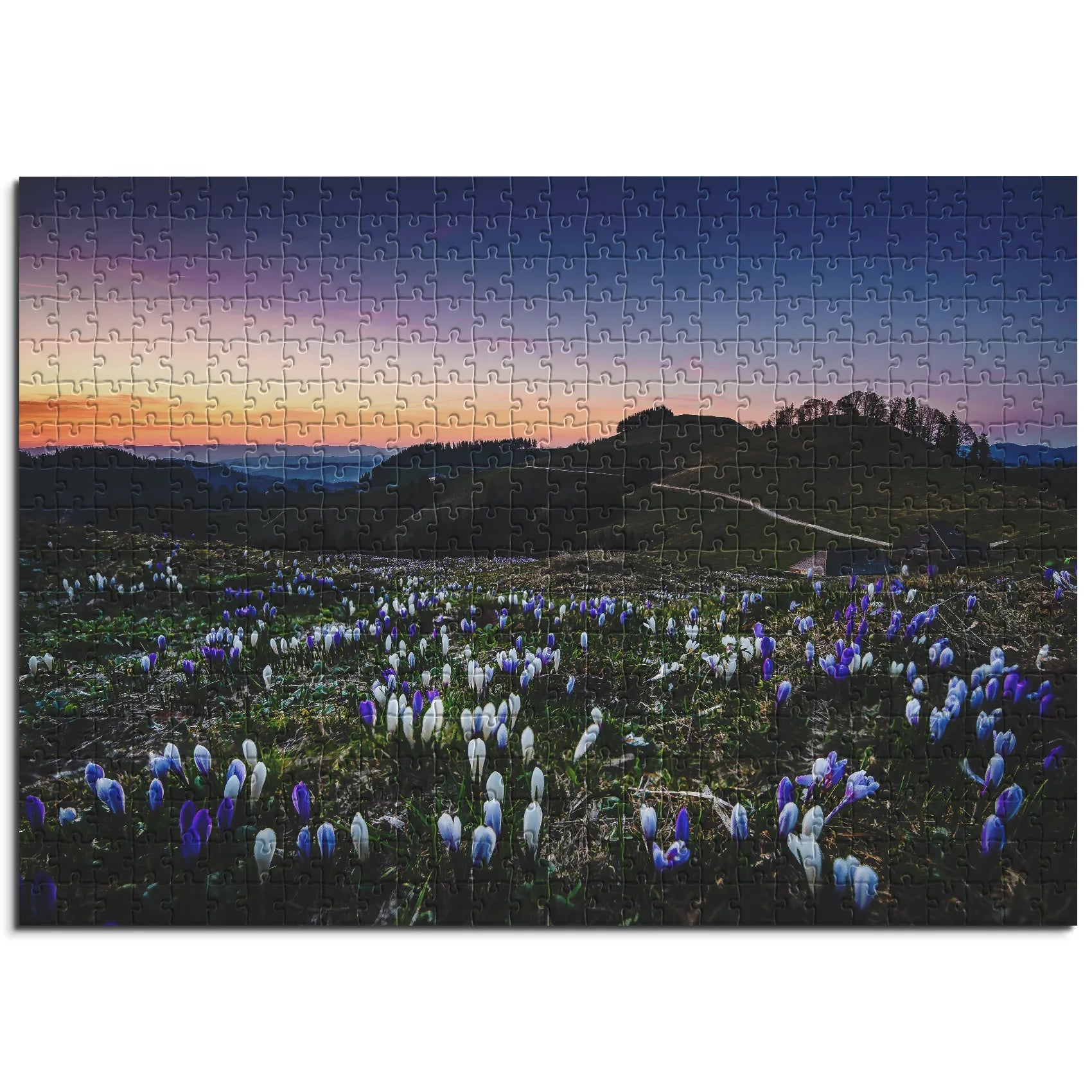 Krokusse im Abendlicht