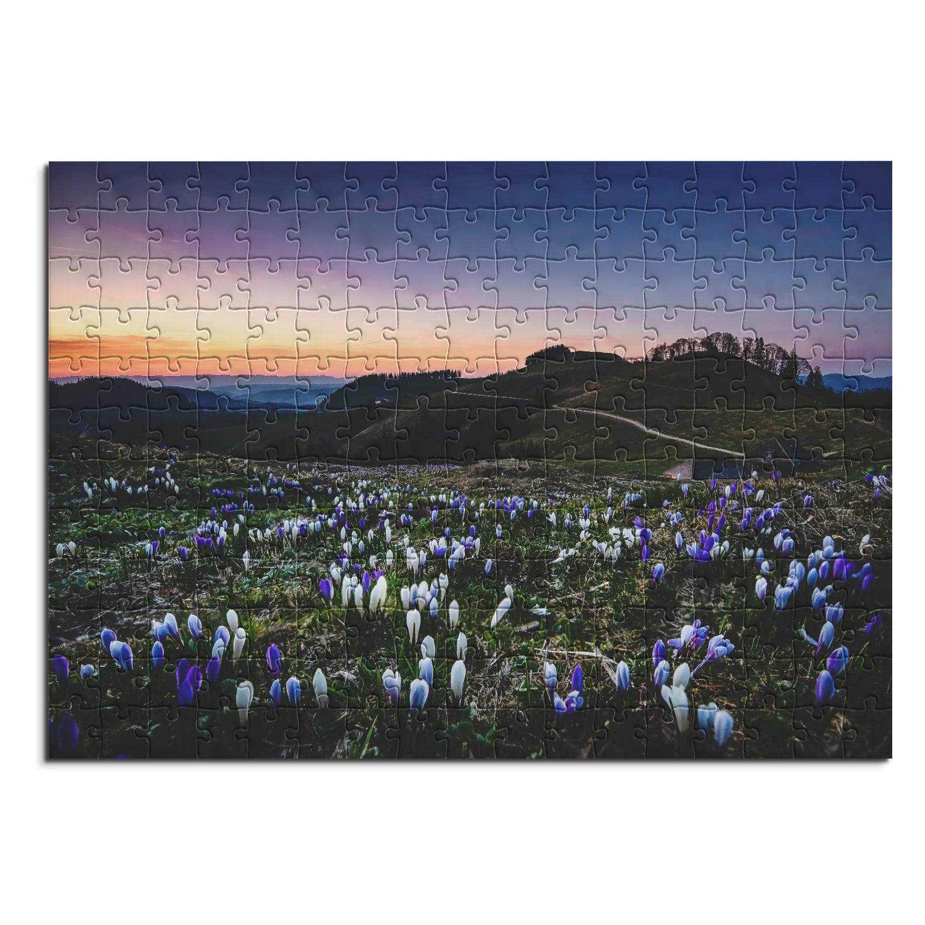 Krokusse im Abendlicht