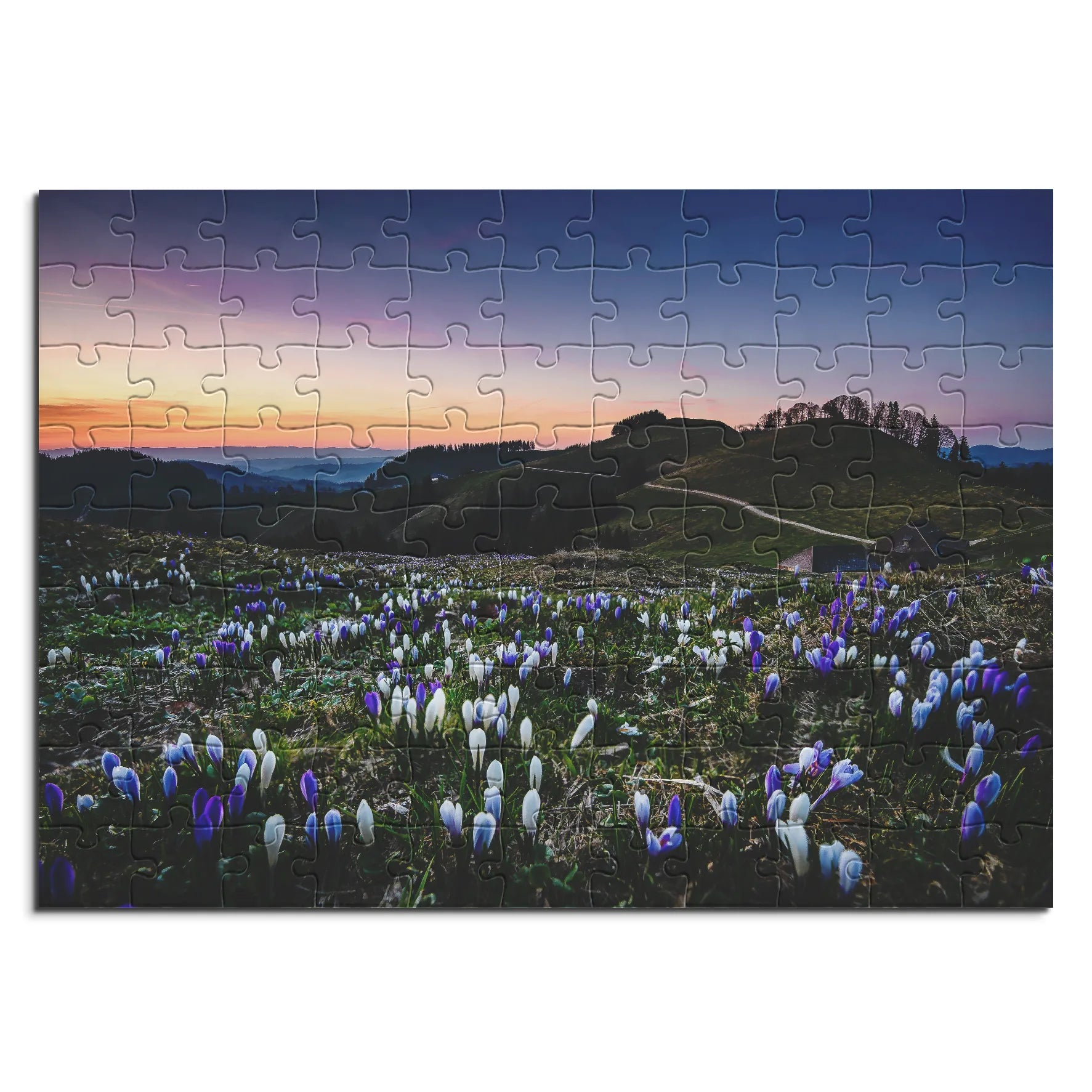 Crocus dans la lumière du soir