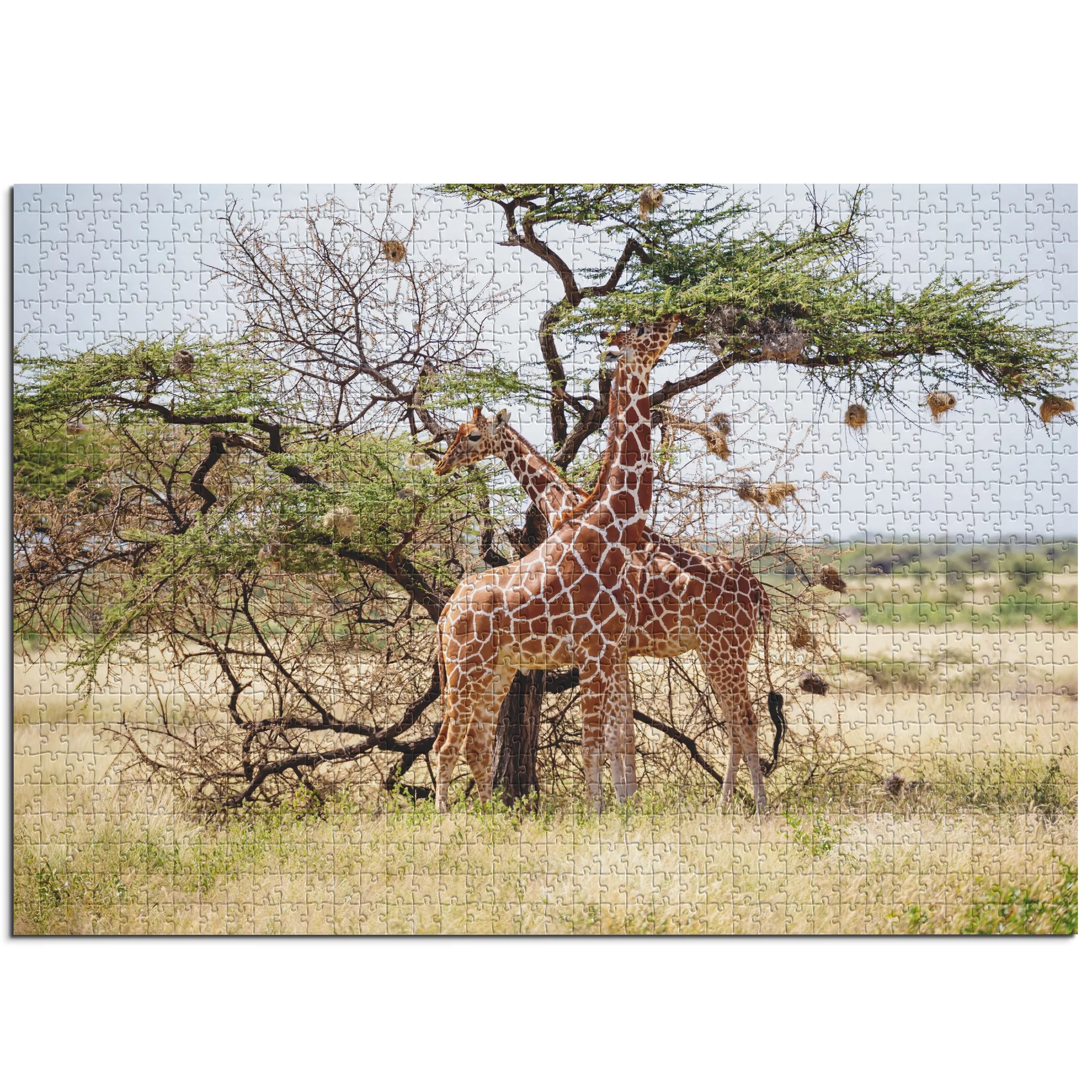 Giraffen unter Akazienbaum