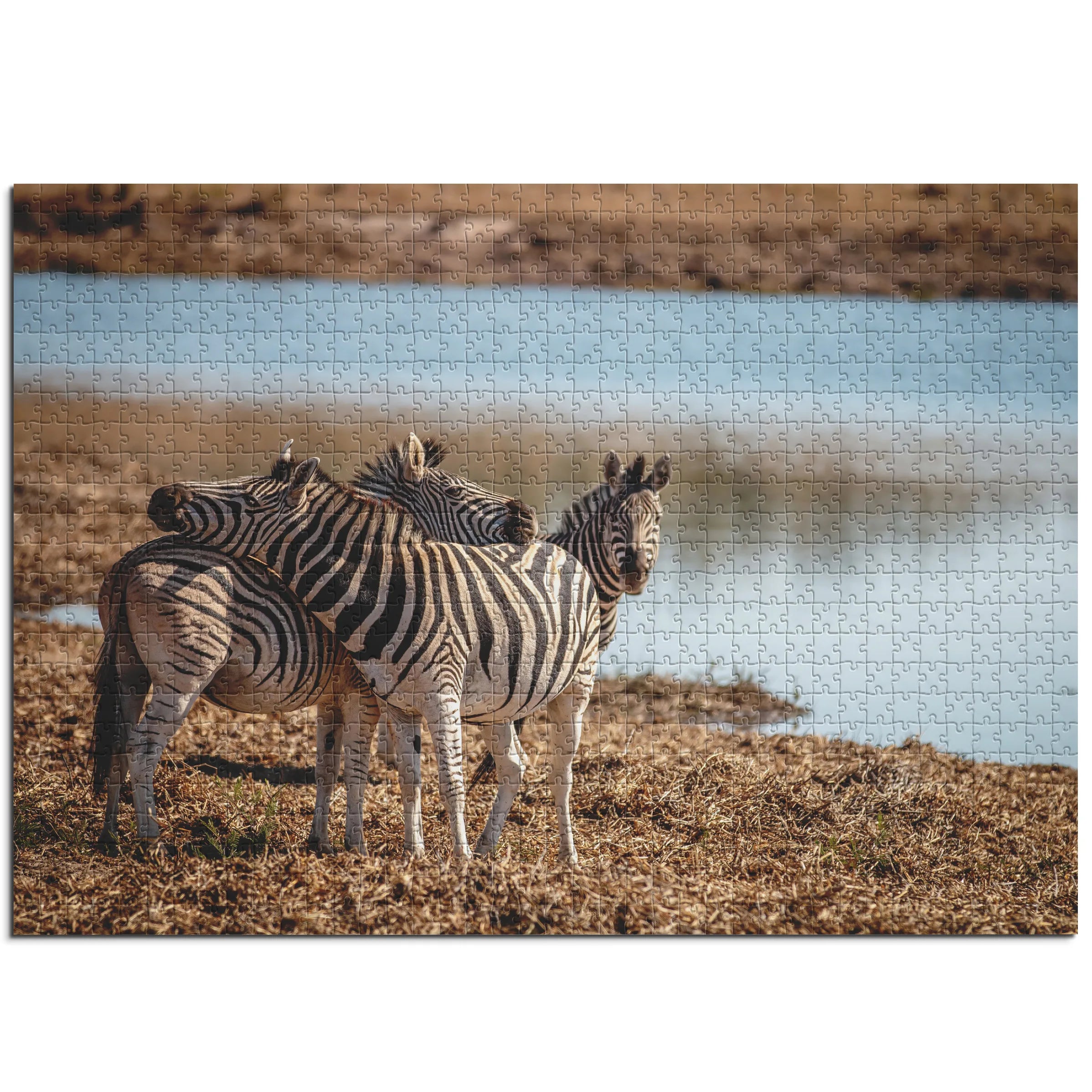 Zebras am Wasserloch