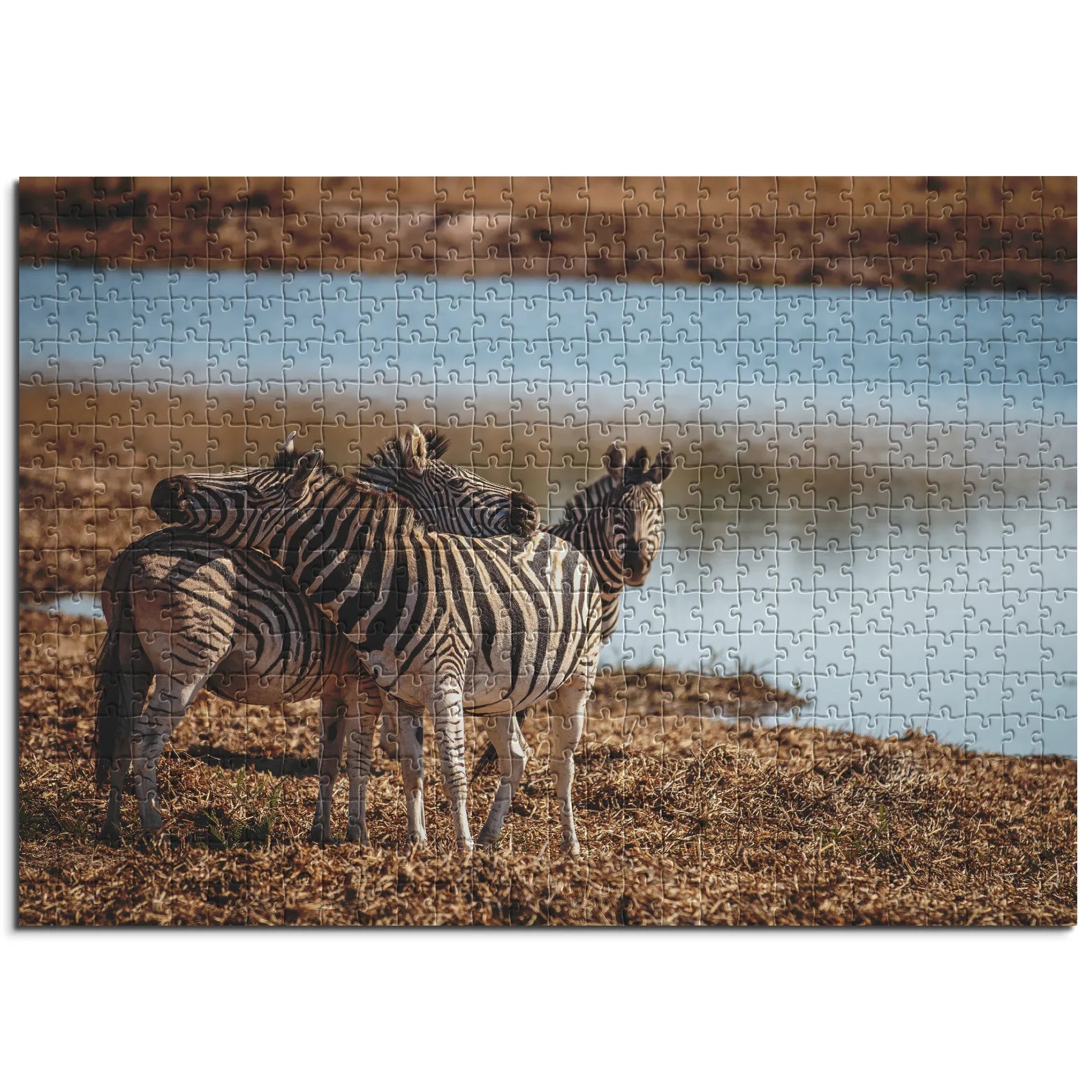 Zebras am Wasserloch