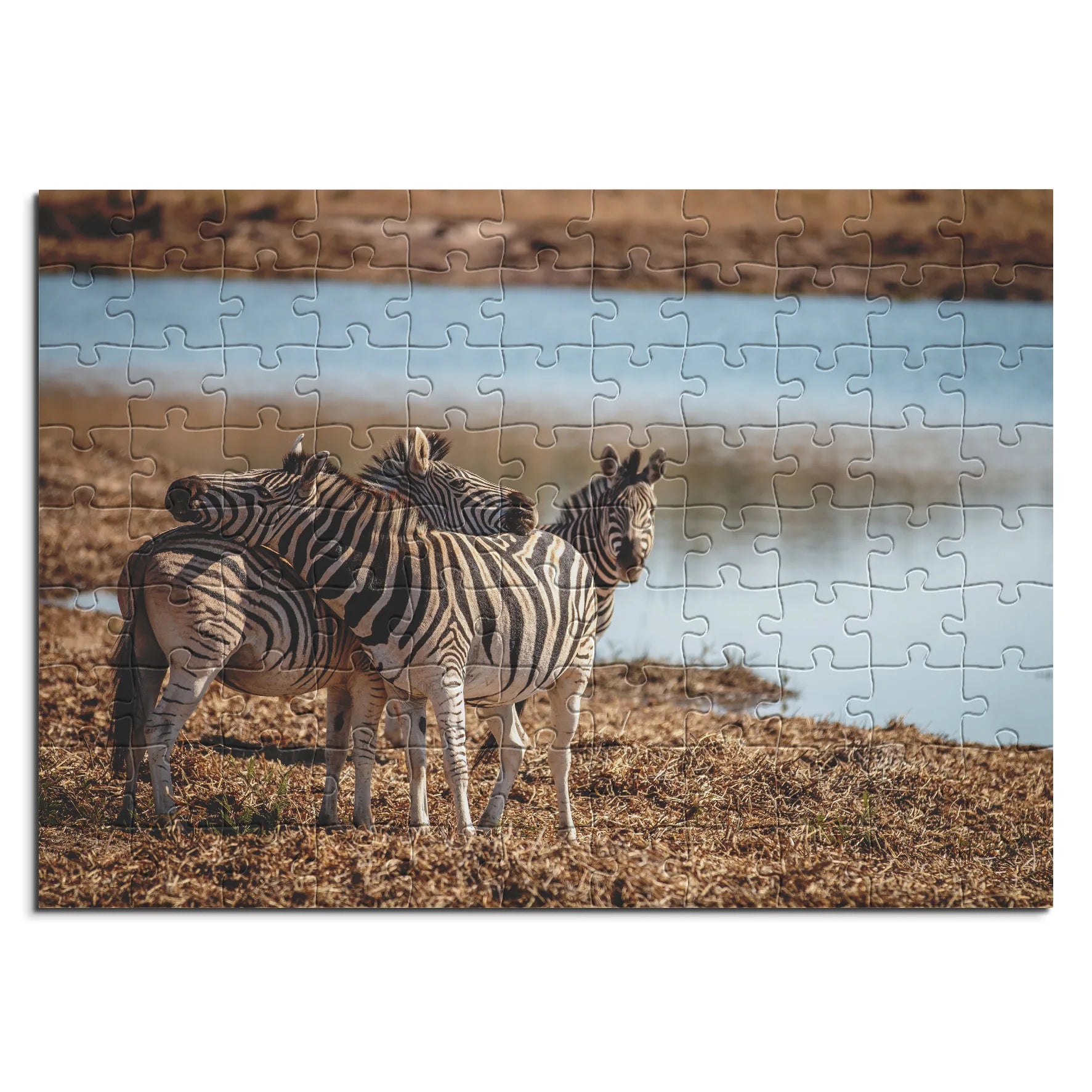 Des zèbres au point d'eau
