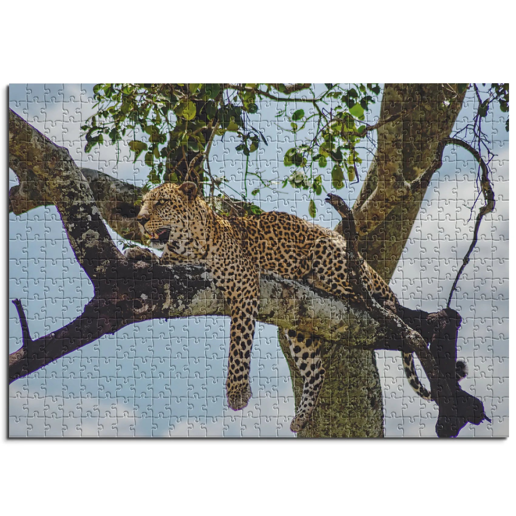 Leopard auf Baum