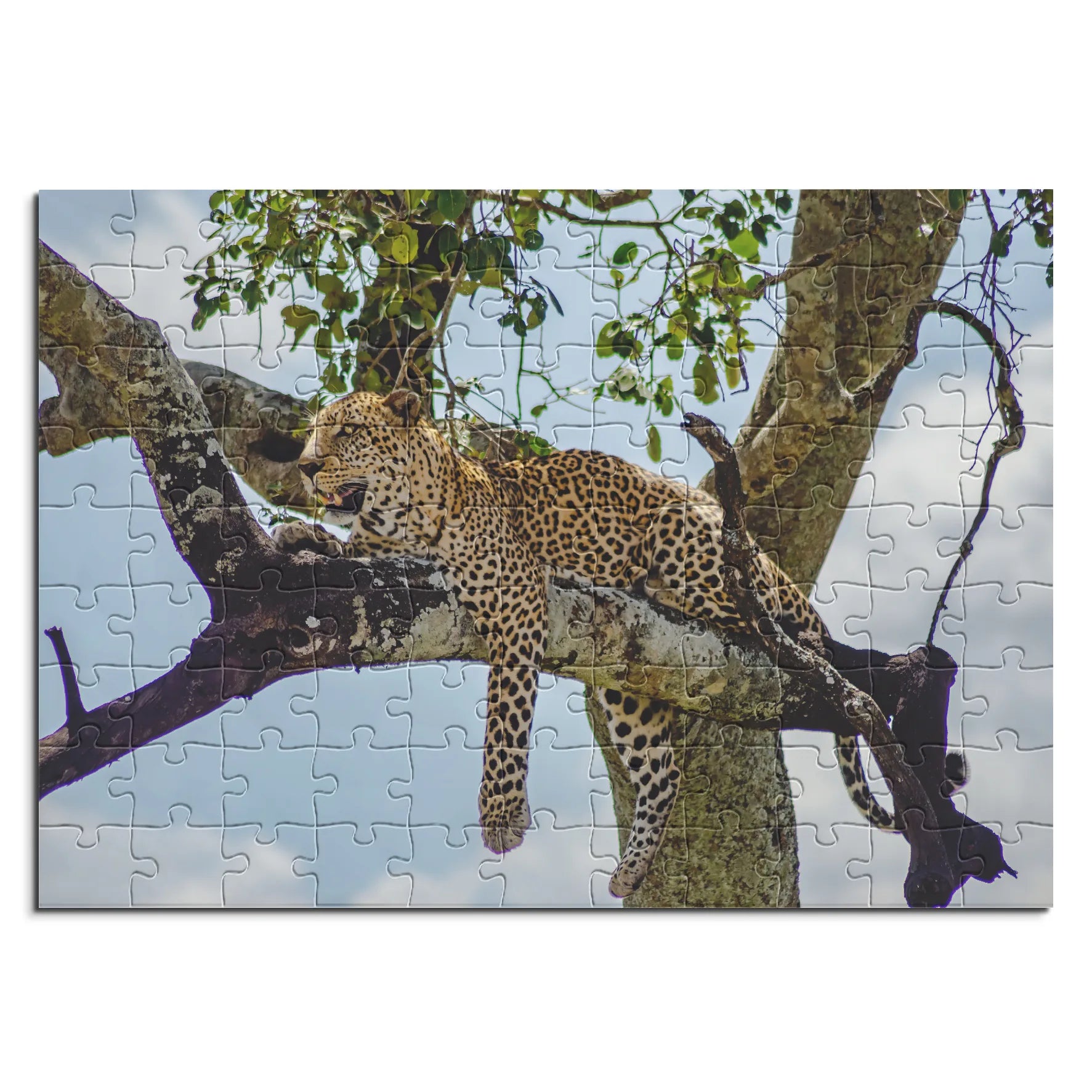 Leopard auf Baum