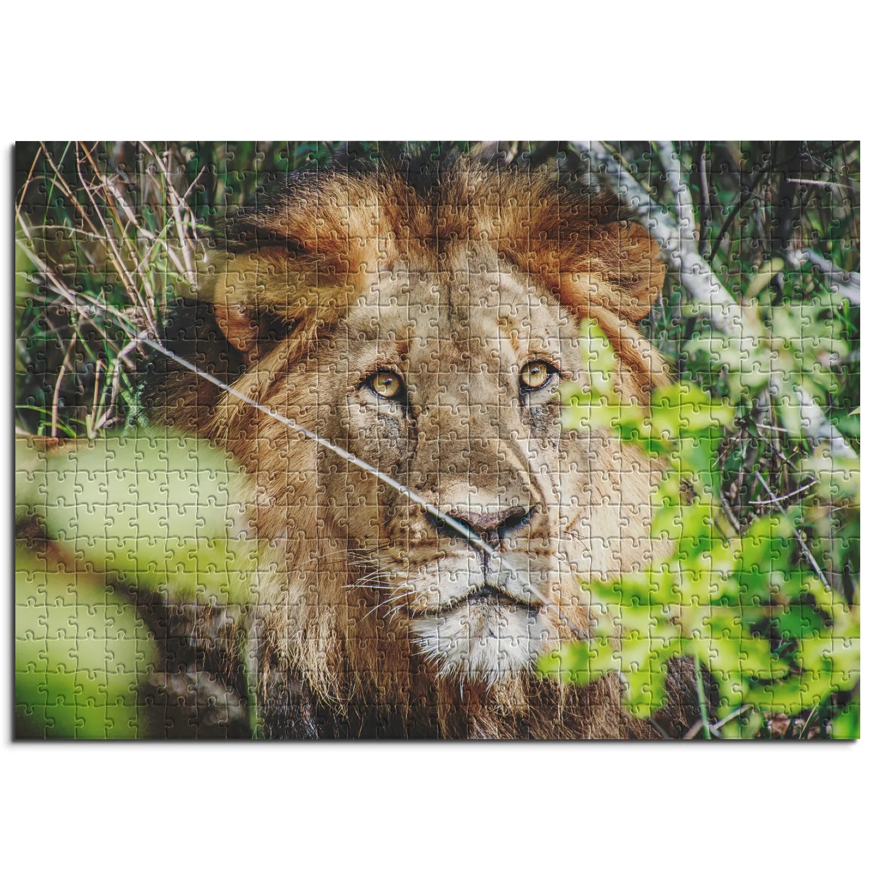 Lion dans les buissons