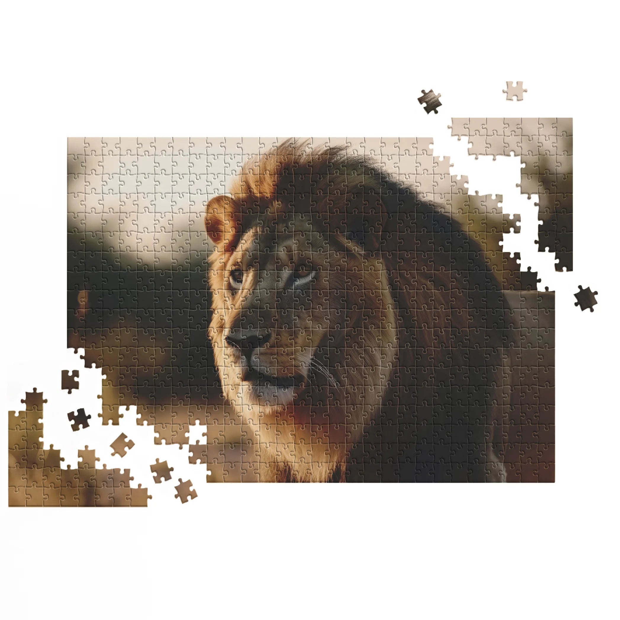 Lion dans la lumière du soir