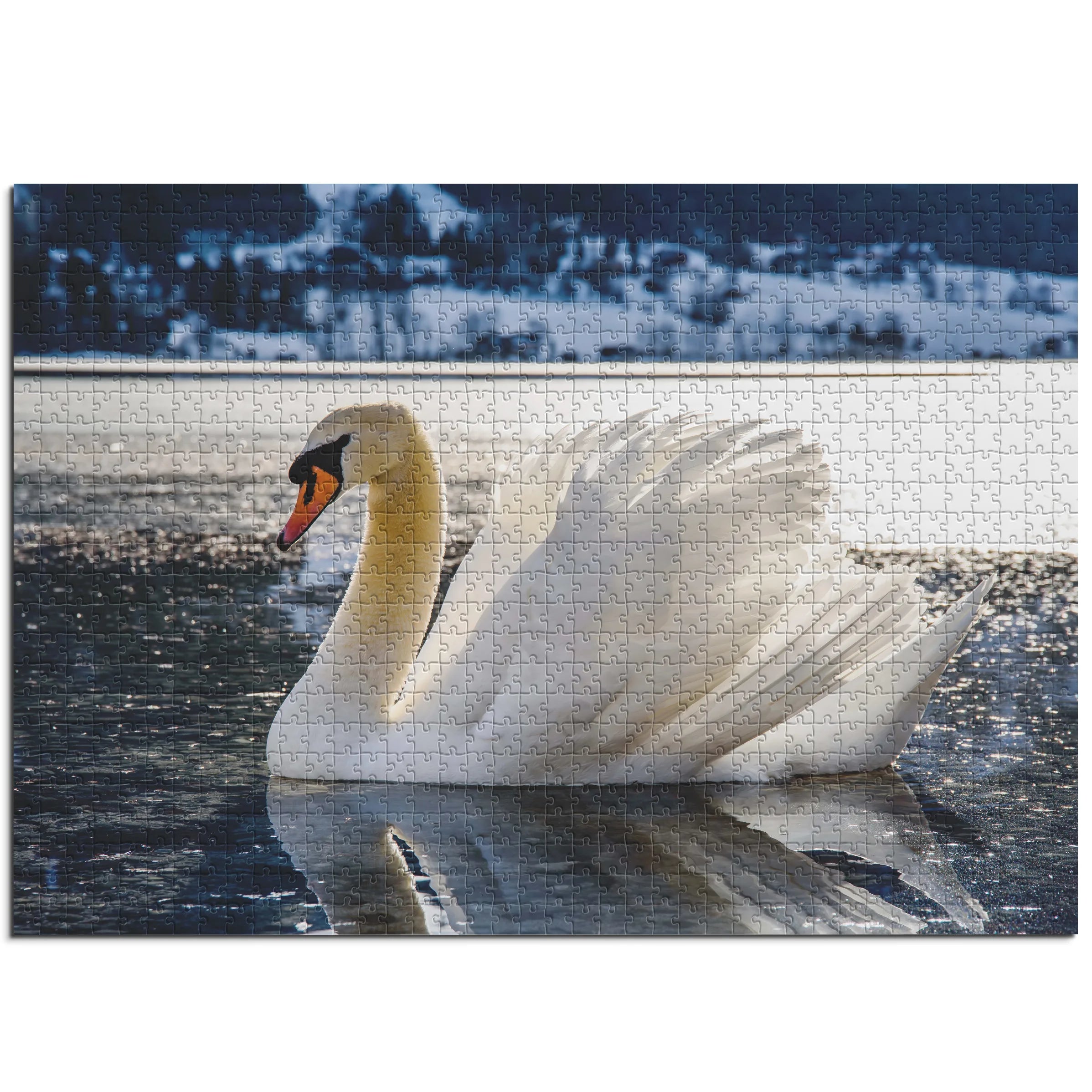 Eleganter Schwan