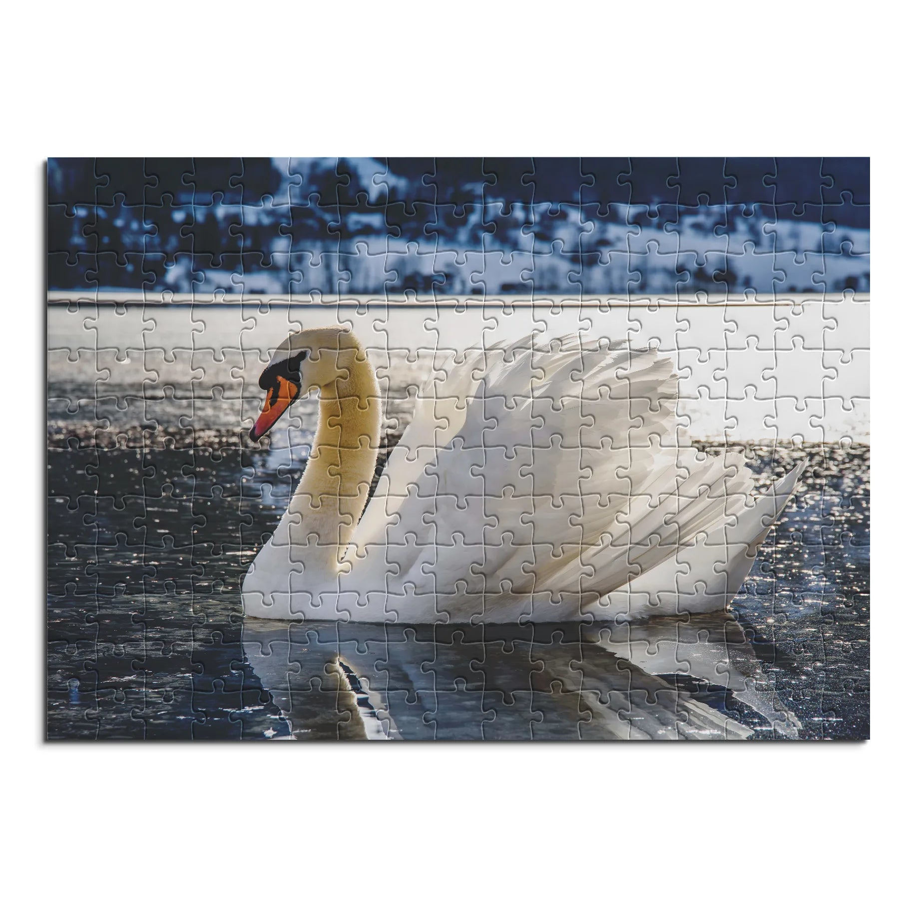 cygne élégant