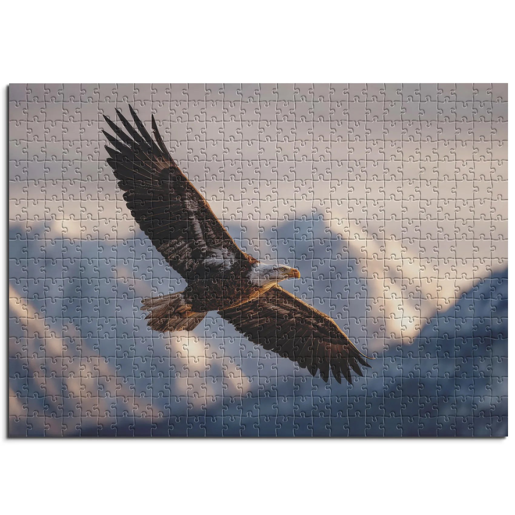 Aigle à queue blanche en vol