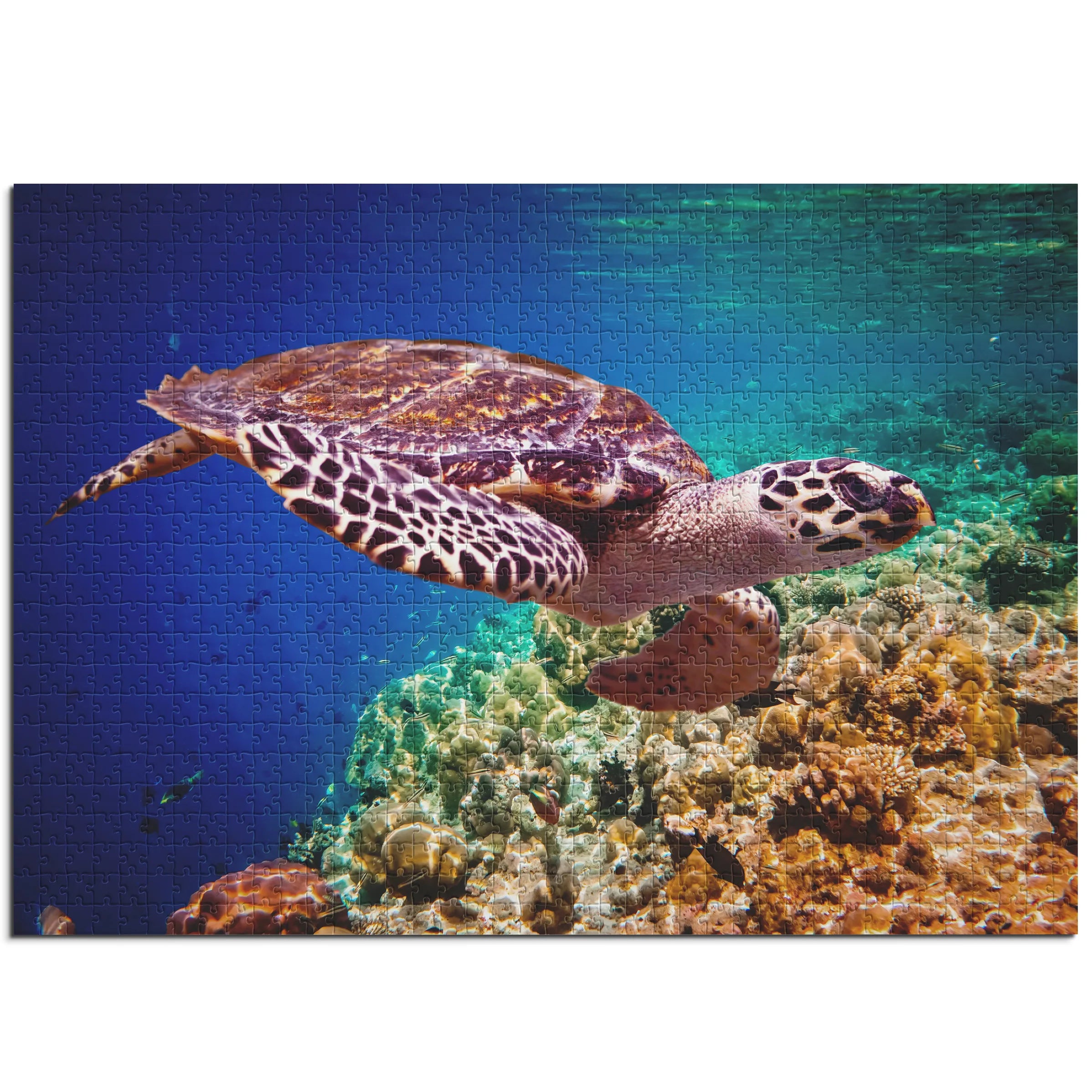 Elegante Meeresschildkröte