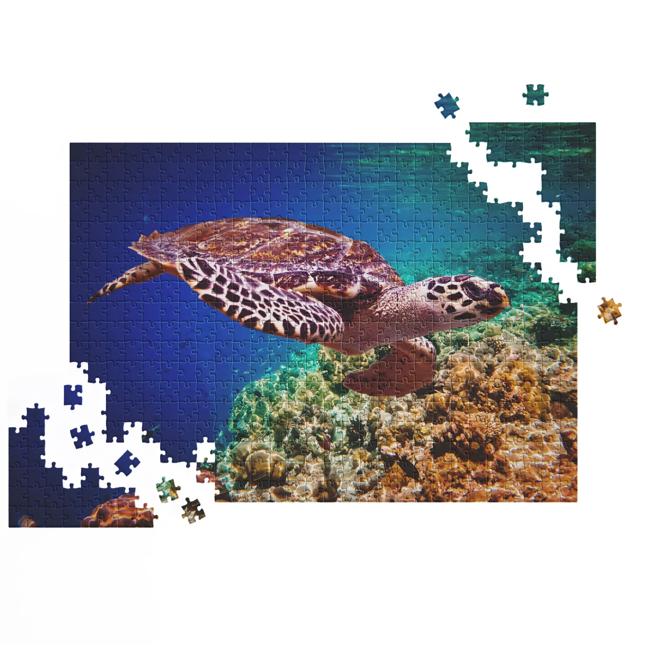 élégante tortue marine