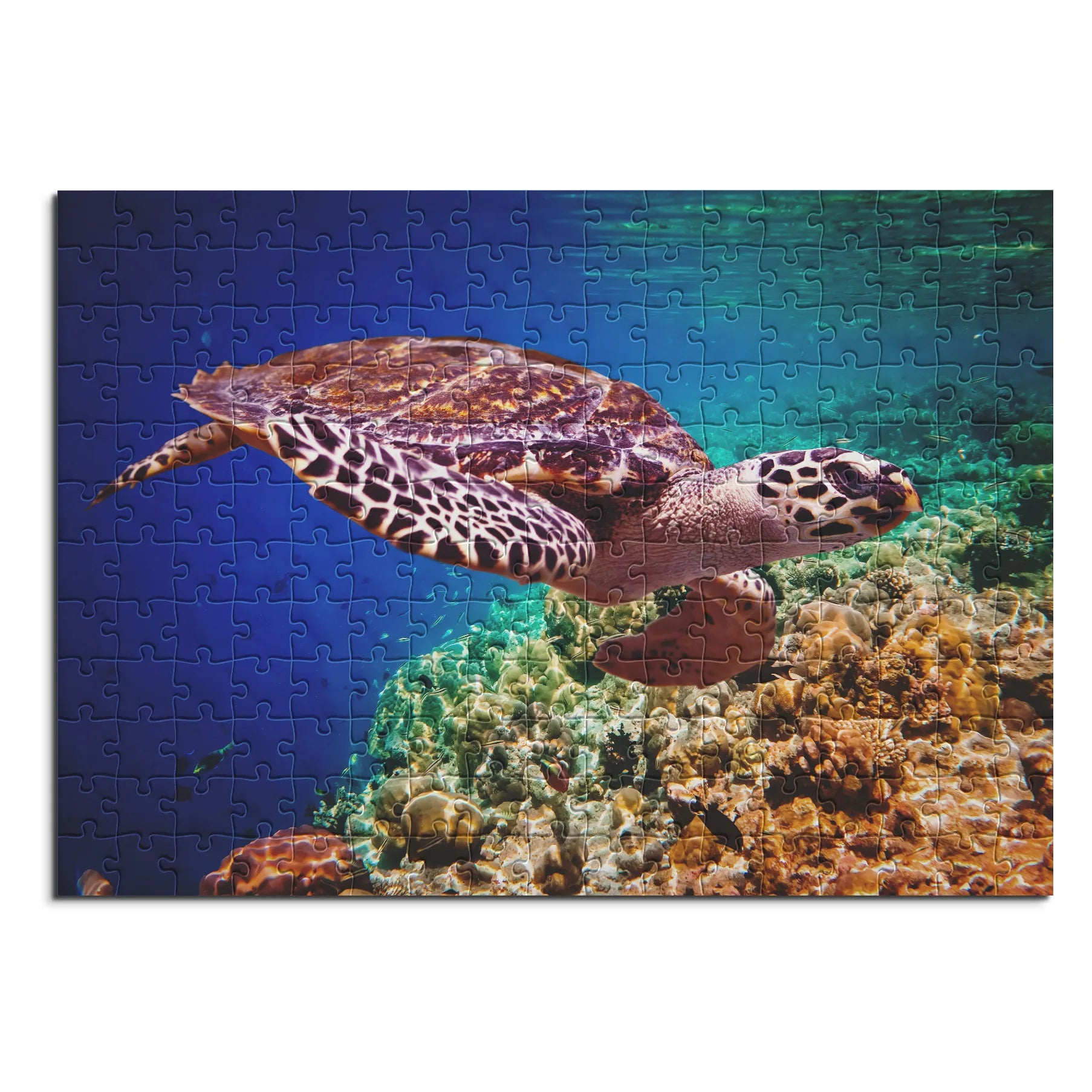 Elegante Meeresschildkröte