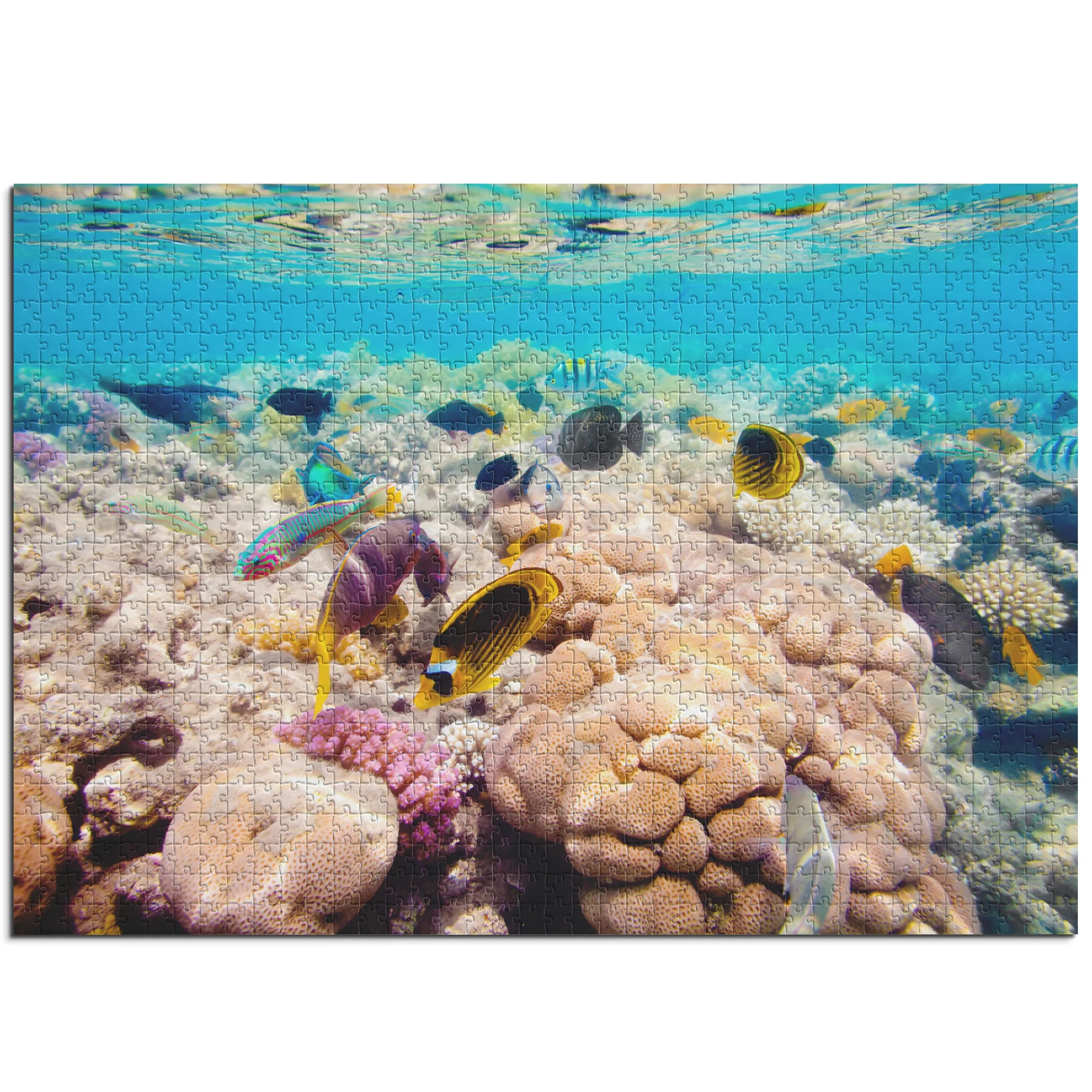 Korallenriff Vielfalt