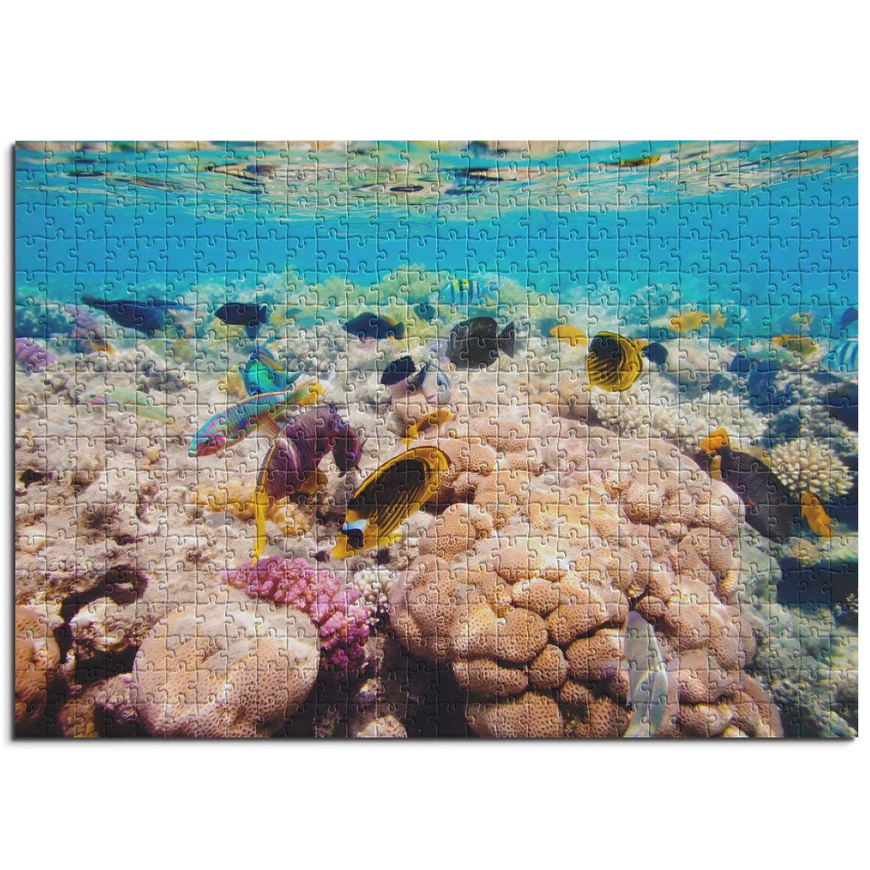 Korallenriff Vielfalt