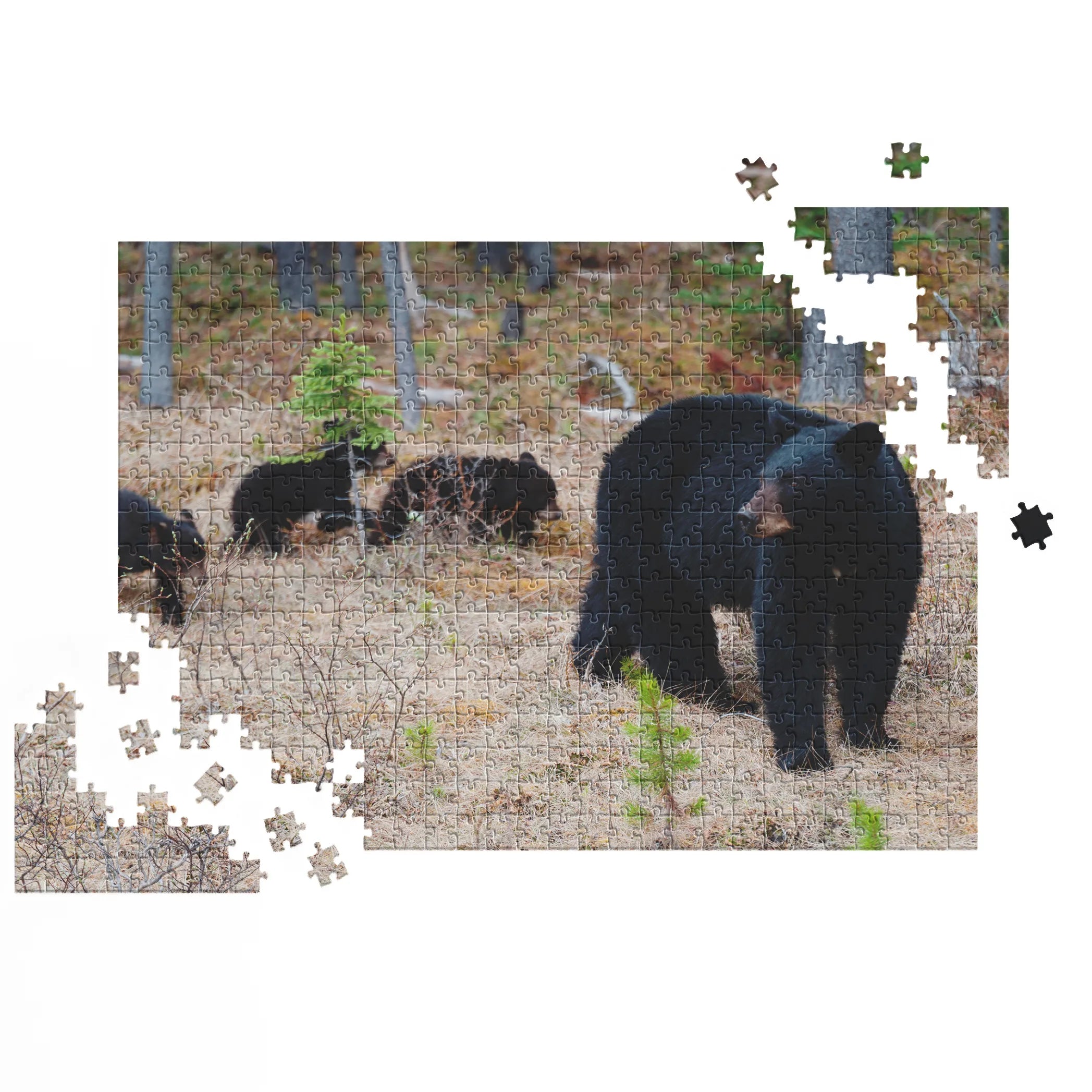 Schwarzbär mit Jungen