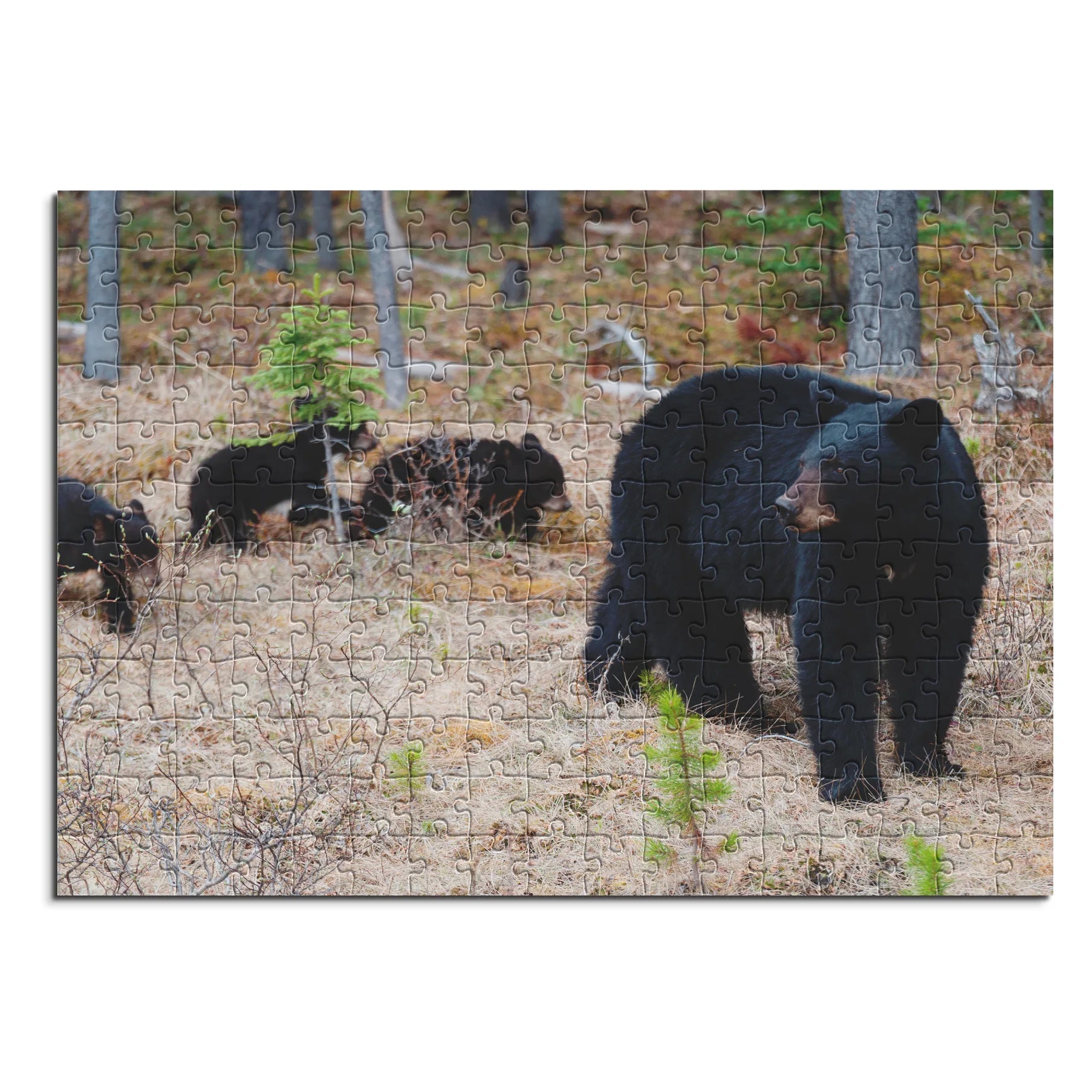 Schwarzbär mit Jungen