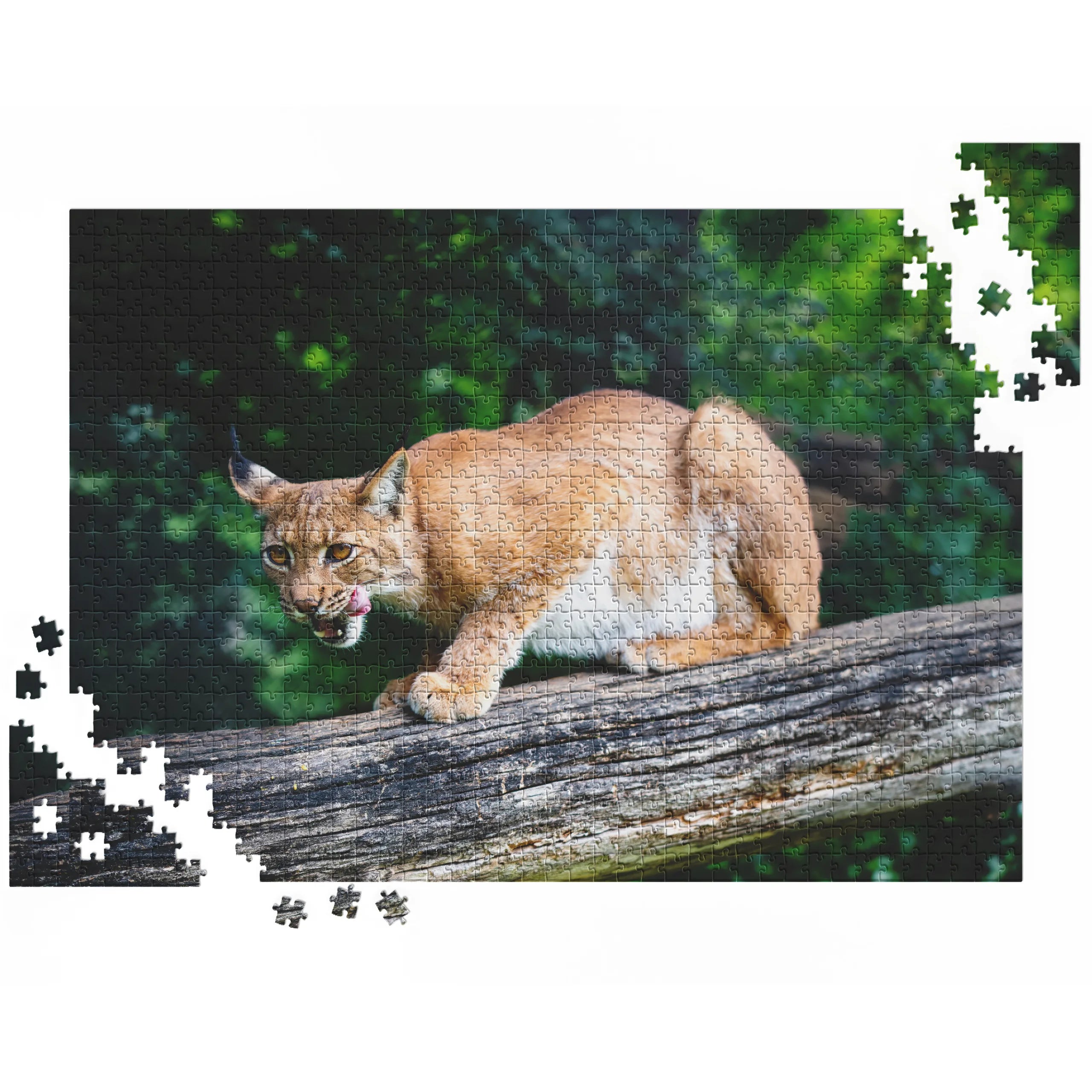 Junger Luchs