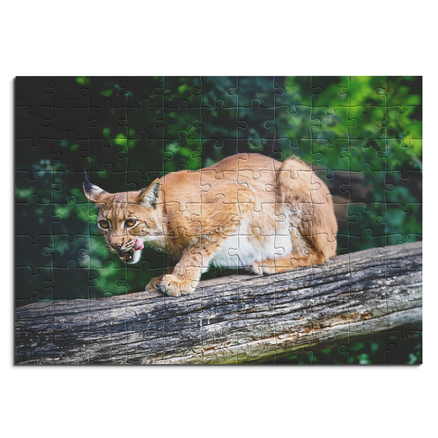 Junger Luchs