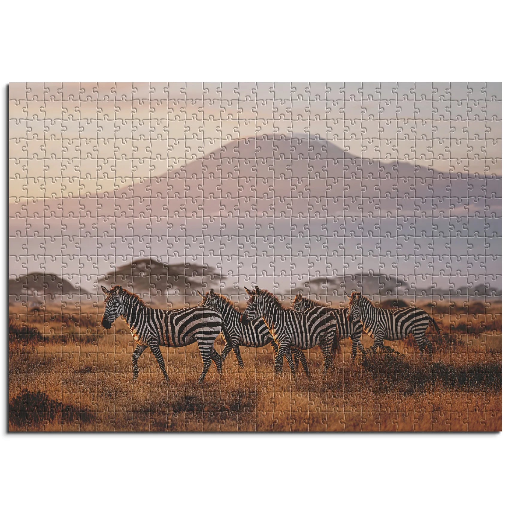 Kilimandscharo Zebrasafari