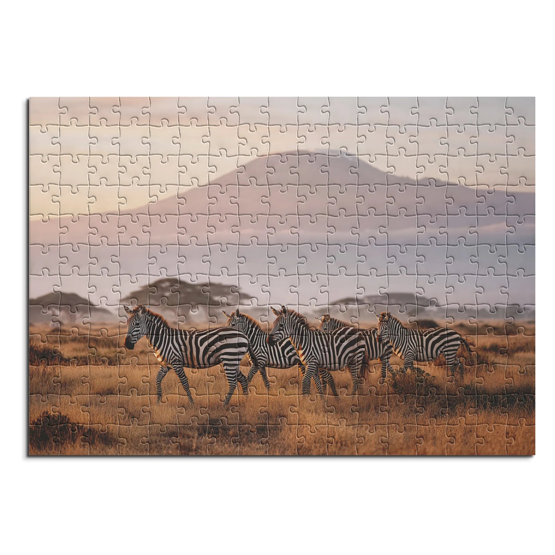 Kilimandscharo Zebrasafari